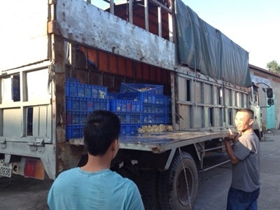 Ga giong Trung Quoc 'di xuong cao toc' vao Viet Nam hinh anh