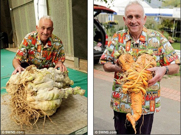 Cu ong 70 tuoi trong bi ngo, cu cai nang tram kg hinh anh