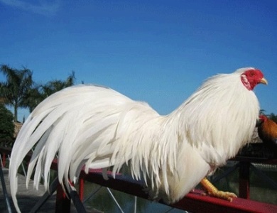 Cuoc thi 'hoa hau ga' da quoc gia hinh anh