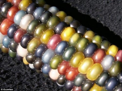 Giong ngo 7 mau nhu da quy hinh anh