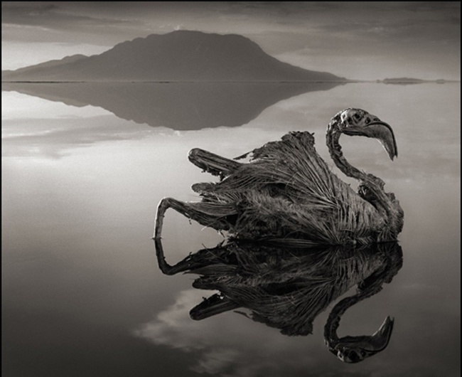 Ho 'tu than' hoa da dong vat hinh anh