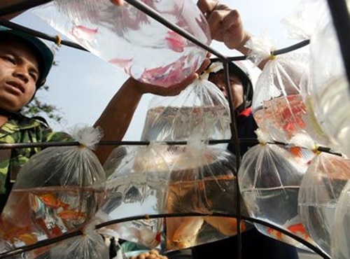 Mang ca canh vao New Zealand bang...tui quan hinh anh