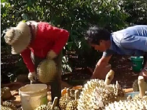 Ep chin sau rieng bang thuoc la hinh anh