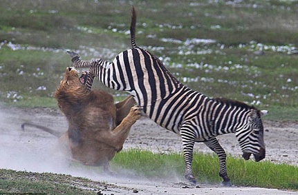 Ngua van tung cuoc da lech ham su tu hinh anh