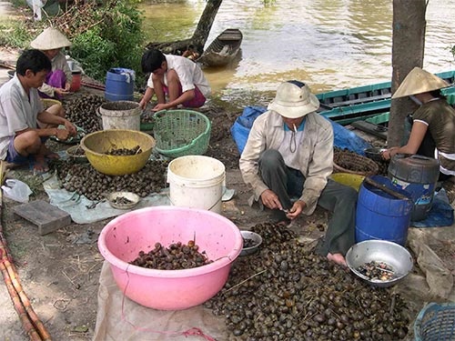 Thuong lai Trung Quoc o at ve mien Tay thu mua oc buou vang hinh anh