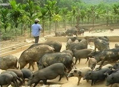 Thu tren 12 ty dong/nam tu lon nai hinh anh