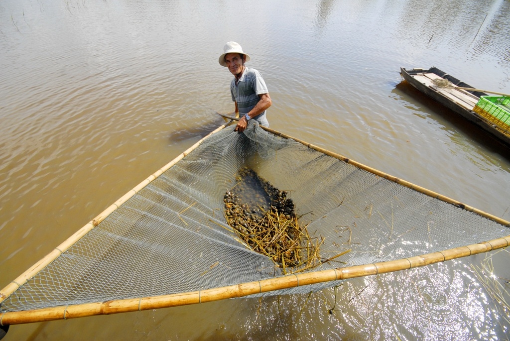 Nong dan 'nuoi' oc buou vang ban cho thuong lai Trung Quoc hinh anh
