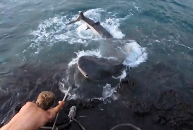 Cau ca map khong lo o vung bien Hawaii hinh anh