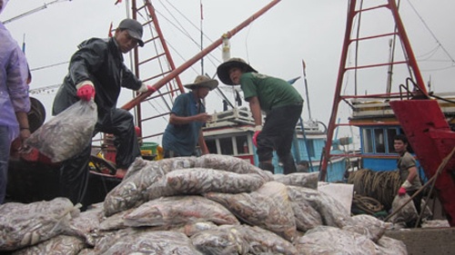 Ngu dan hoi ha ban ca chay bao hinh anh