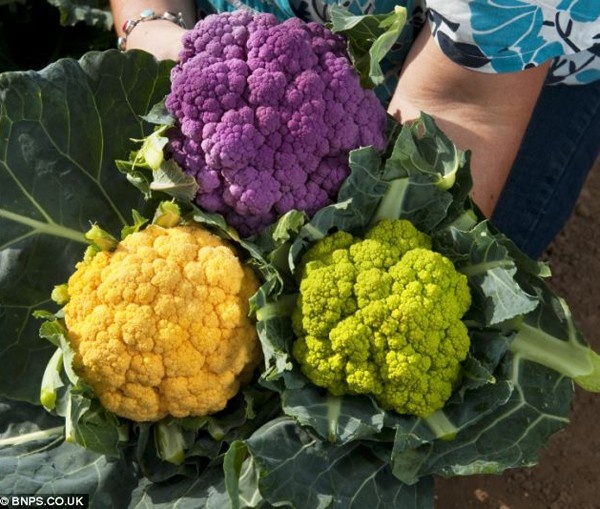 Sup lo cau vong tuyet dep hinh anh