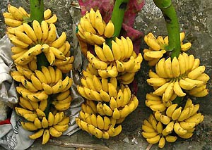 Ep chin hoa qua bang hoa chat an mon kim loai hinh anh