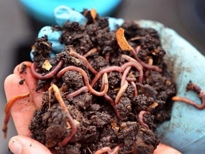 Hang khong 'dai' khach bang banh kep giun hinh anh