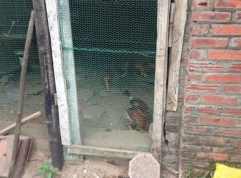 Nhung biet thu tien ty chi de trong rau, nuoi ga o Ha Noi hinh anh