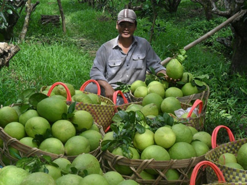 Nong dan mung vi lai 40 trieu/cong buoi Nam Roi hinh anh