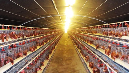 Cho ga an thao duoc nghe nhac thinh phong de de trung Omega hinh anh