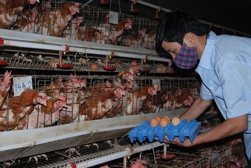 Trung ga omega-3: Bo duong hay an theo thoi thuong? hinh anh