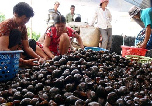 Nguoi Ha Noi do xo san oc buou vang thu bac trieu/ngay hinh anh