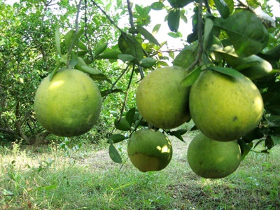 Thu hang trieu dong nho dac san buoi Doan Hung duoc gia hinh anh