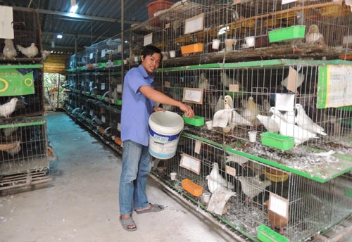 Thu nhap 20 trieu/thang tu trang trai nuoi chim bo cau hinh anh