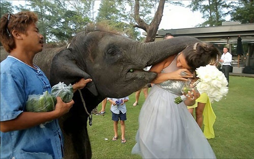 Clip voi 'cuong hon' co dau hinh anh