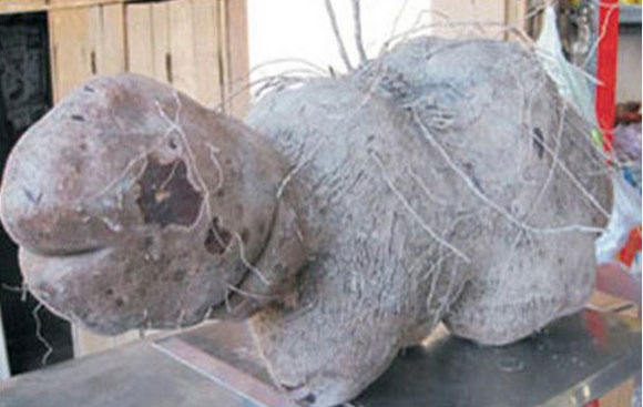 Nhung cu khoai lang ky di, gia bac trieu o Viet Nam hinh anh