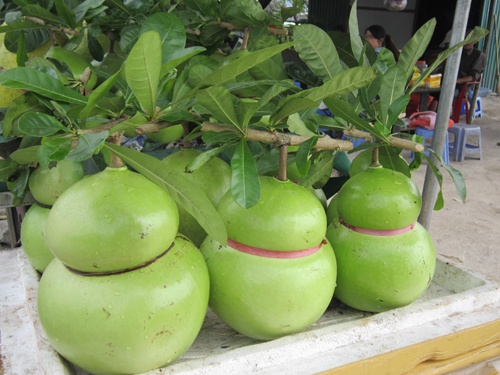 Truoc tet 2 thang, hoa qua tien trieu da duoc chao ban hinh anh