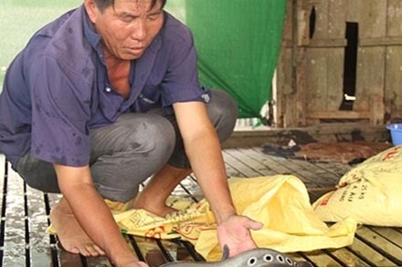 Thu tien ty tu nuoi ca nang hai long be hinh anh