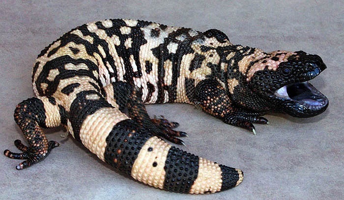 Than hinh van ven cua than lan 'quai vat' hinh anh