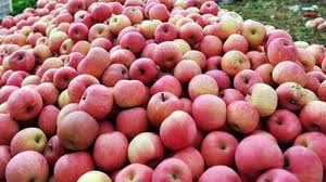 Hong, tao ngoai nhiem thuoc tru sau vuot nguong hinh anh