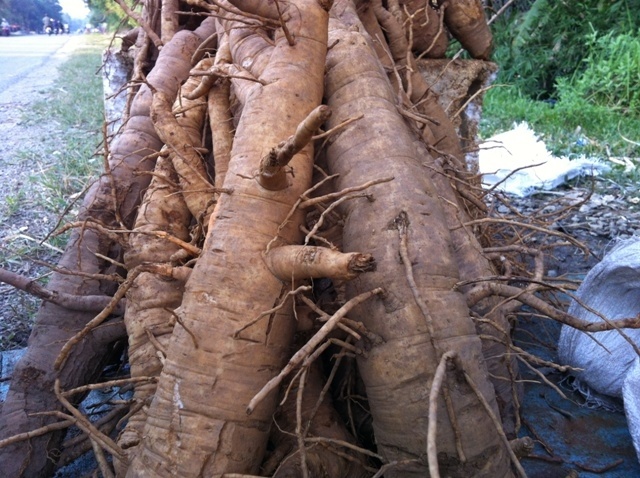 Cu dinh lang nang ca kg gia 150.000 dong hinh anh