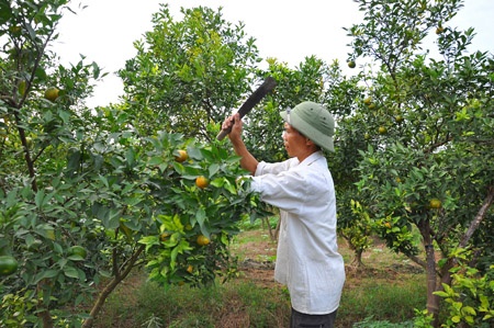 Cam dac san chin bat thuong, gia con 5.000 dong/kg hinh anh