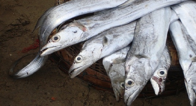 Trung dam ca ho, ngu dan thu loi hang chuc ty dong hinh anh