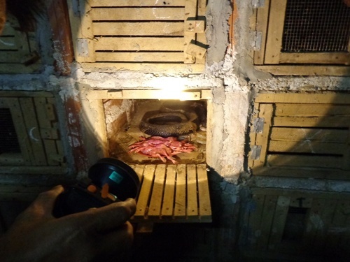 Kinh doanh ran doc lo ca tram trieu dong hinh anh