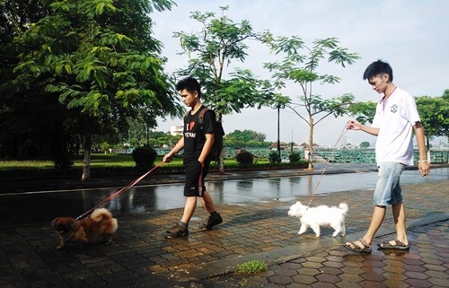 Kiem bon tien nho an theo theo trao luu nuoi thu cung hinh anh