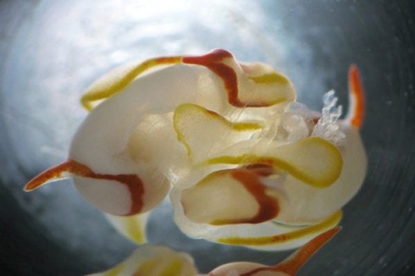 Hinh anh sen bien luong tinh 'giao phoi' hinh anh