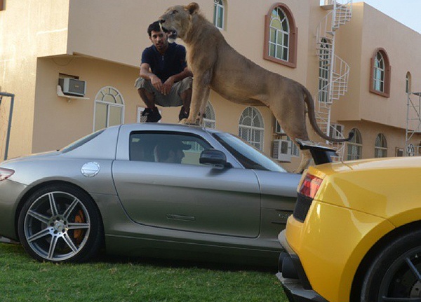 Cong tu A-rap the hien su xa hoa bang viec suu tam su tu hinh anh