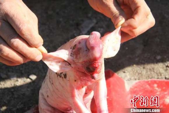 Lon con lai voi gay soc hinh anh