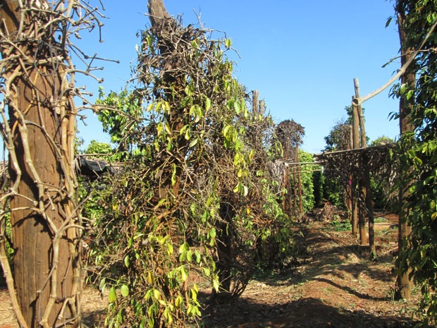 Doi ly di vo vi tieu chet hang loat hinh anh