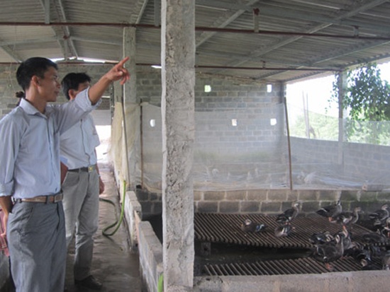 Nghe goi vit troi ve vuon nha nuoi hinh anh