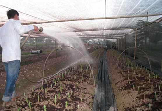 'Canh bac' tram ty o lang hoa Tay Tuu hinh anh