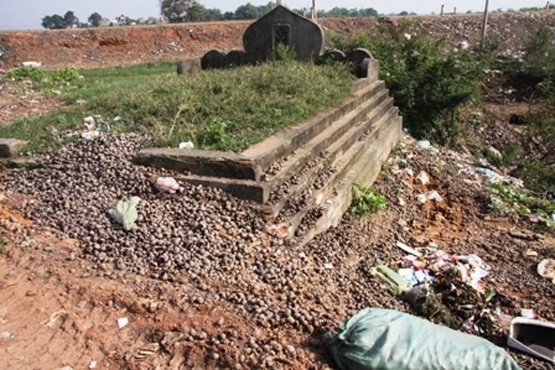 Oc buou vang: Tu thuong Trung Quoc an ruot, xa phuong do vo hinh anh