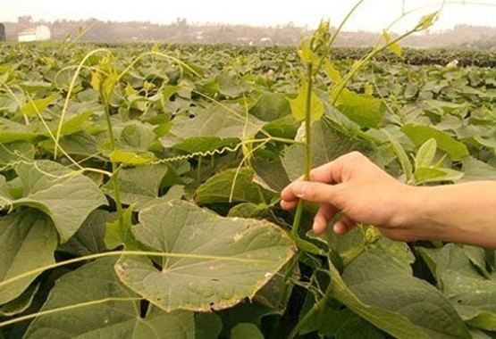 Gia do, rau mam, susu dai muot nho chat 'kich phot' hinh anh