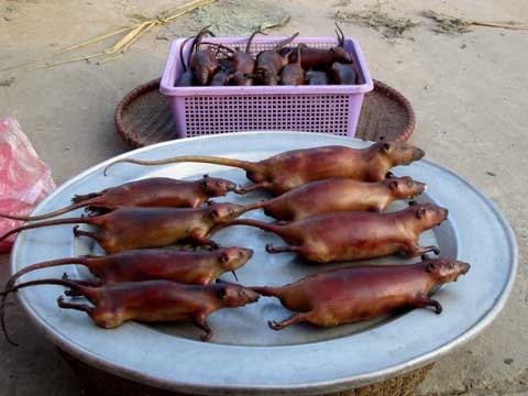 Buon thit chuot thu bac trieu moi ngay hinh anh