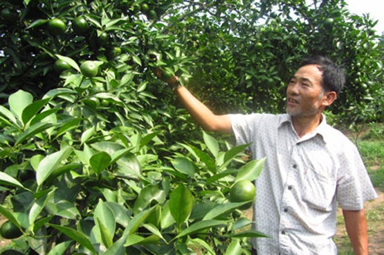 Thu tien ty moi nam tu giong cam Canh, buoi Dien hinh anh