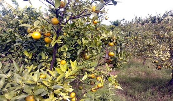 Dan Ha Noi dong loat chat bo cam Canh vi chin bat thuong hinh anh