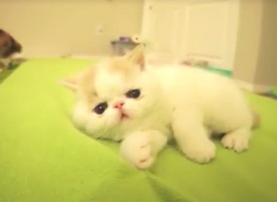 Chu meo sieu cute biet... sua nhu cho hinh anh