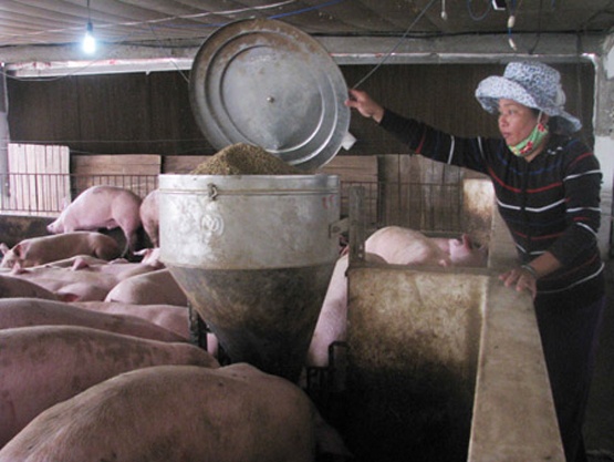 Lam phong may lanh nuoi... lon hinh anh