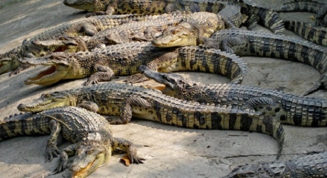 Gan 50.000 con ca sau o Ca Mau dang e hinh anh