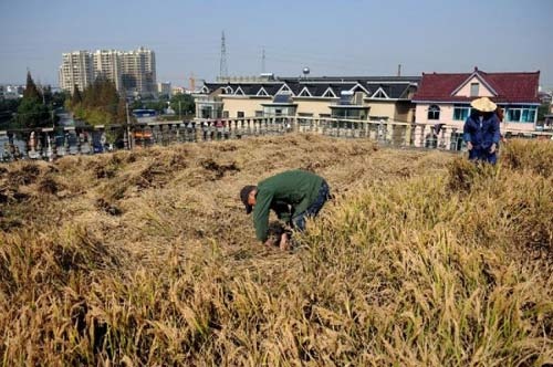 Ruong lua tren noc nha cao tang hinh anh