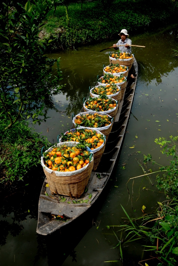 Trai cay mien Tay chuan bi ra cho Tet hinh anh